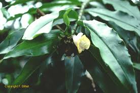 Image result for Costus afer