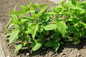 It is the plant's small knobbly underground tubers that are eaten. How To Grow Jerusalem Artichokes Sunchokes Gardener S Path