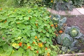 Expect germination to take a week or so. Growing Nasturtiums How To Plant Grow And Care For Nasturiums The Old Farmer S Almanac