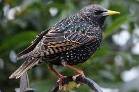 Starling is an open source tool with 469 github stars and 65 github forks. The Invasion Of The Starlings A Moment Of Science Indiana Public Media