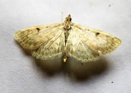 Image result for Anania perlucidalis