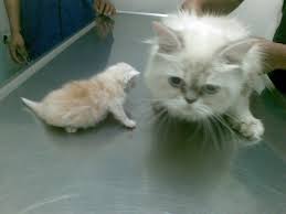 Justanswer.com has been visited by 100k+ users in the past month 5xq1 1ujkiquwm