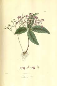 Image result for Didymodoxa