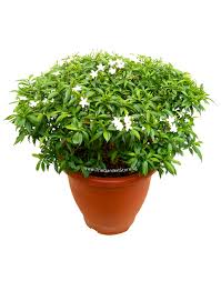 Image result for Tabernaemontana