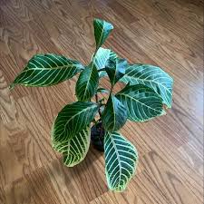 Image result for Sanchezia