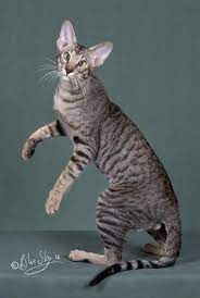 Oriental Shorthair Cats For Sale Cats Oriental Shorthair Cats Purebred Cats Oriental Shorthair