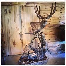 Trophy taxidermy animal mounts for sale collections are one of the. Pin On Kudu