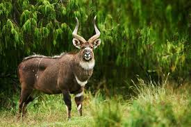 The Bale Mountains Are One Of Ethiopia S Best Trekking Areas And Home To Many Endemic Species Of Plants And Animals Visit Africa Stock Photos Holiday Details