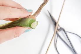 Hortensien lassen sich ganz einfach durch stecklinge vermehren. Diy Pflanzenliebe Monstera Vermehren Mein Feenstaub