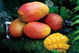 Mango Sunburst Mangifera Indica Var Sunburst Mango Mango Fruit Red Mango