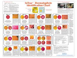 veterinary dermatophyte culture diagnostics biomed