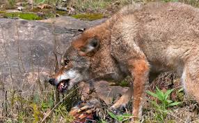 How do you scare away coyotes? Killer Coyotes Can Shepherds Protect Their Flocks Modern Farmer