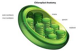 Learn about the functions and chemical components of plant cell walls. Ilustracia N Que Muestra La Anatomaa Del Cloroplasto Photosynthesis Plant Science Organic Molecules