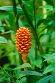 Once planted, the ginger needs nothing but water and patience to mature into a delicious, spicy ingredient. How To Grow Ginger Plants Better Homes And Gardens