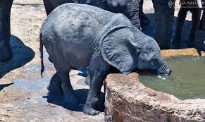 After a hyena attack left this elephant with one-third of his trunk, an  elephant sanctuary was able to nurse him back to health. Video by David  Chancellor, Reteti Elephant Sanctuary Community United