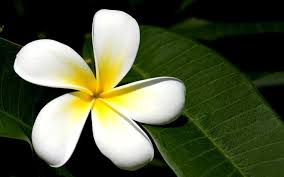 Frangipani Flower Images And Wallpapers 8 Jpg 1680 1050 Flower Desktop Wallpaper Flowers Most Beautiful Flowers