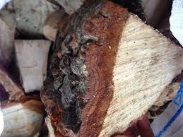 To identify ash firewood, look for a light white/brown color that is consistent throughout the wood. Log Identification Firewood Forum Arbtalk The Social Network For Arborists