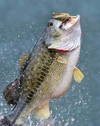 Federation tournament was held in june 1967 on beaver lake, arkansas.a total of 106 anglers from thirteen different states competed. Leaping Largemouth Bass Micropterus Salmoides A Big Beautiful Leaping Largem Ad Micropterus Salmoides Ba Bass Fishing Largemouth Bass Fishing Fish