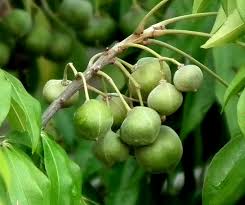 Image result for Oldfieldia