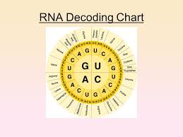 Chapter 12 Dna And Rna Transformation Bacteriophage