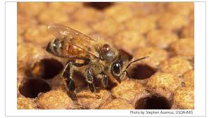 Miller pest & termite, a local pest control omaha company, offers the most comprehensive and all inclusive pest control program available in nebraska. Miller Pest Termite Launches New Website With Bug Free Look Pct Pest Control Technology