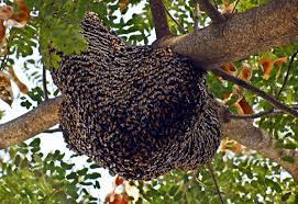 How To Attract And Catch A Swarm Of Bees - Beekeepclub