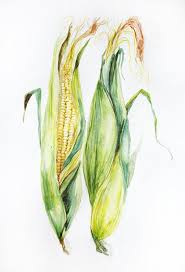 Original Watercolor Painting Corn Watercolor Art By Maryartstudio Corn Painting Diy Watercolor Painting Corn Drawing