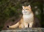 Available Golden Kittens | Stylish Cats|British shorthair ...