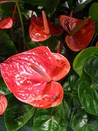 With glossy green leaves and rich red blooms, anthurium is one of the most stunning plants to grow indoors. 22 Beautiful Blooming Houseplants Better Homes Gardens