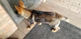 We have puppies year round at east texas german shepherd. German Shepherd Puppies For Sale Springtown Tx 324188
