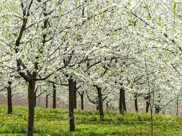 Check spelling or type a new query. Immagini Stock Molti Alberi Da Frutto In Fiore In Primavera Albero Di Fioritura In Primavera E Una Bella Stagione Image 30263701