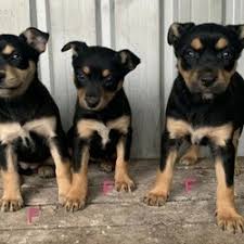 We did not find results for: Australian Kelpie Is Available For Adoption