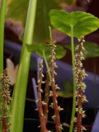 Image result for Remusatia