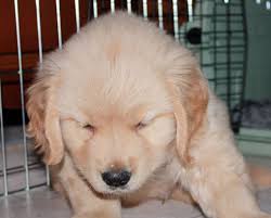 Of course, the right puppy for your needs and personality is going to be important as well. Stop Golden Retriever Whining Golden Retrievers Training