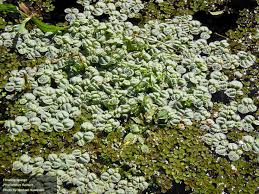 Image result for Phyllanthus polyanthus