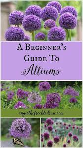 A Beginner S Guide To Alliums In 2020 Flower Garden Plants Gardening For Beginners