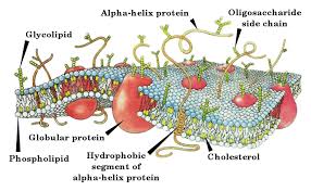 Simple diffusion is the process by which solutes are moved along a concentration gradient in a solution or across a semipermeable membrane. Biochemistry Lipids And The Plasma Membrane Wikibooks Open Books For An Open World