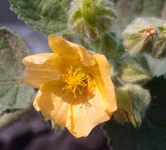 Image result for Sida serratifolia