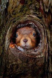 Red Squirrel In Tree Hole Cute Animals Animals Animals Wild