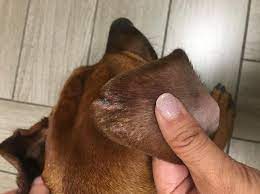 Image Quiz External Ear Lesions In A Dog Dvm360