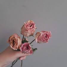 We did not find results for: Dried Rose Bunga Mawar Kering Shopee Indonesia