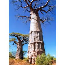 Kaushik patowary dec 19, 2010 0 comments. Baobabs Of The World The Upside Down Trees Of Madagascar Africa And Australia Veldshop Nl
