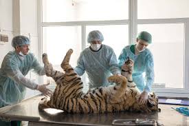 The former measure on average 68 inches in length, while the latter has an average length of 77 inches. The Day A Siberian Tiger Nearly Killed Me New Scientist
