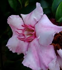 Image result for Strophanthus nicholsonii