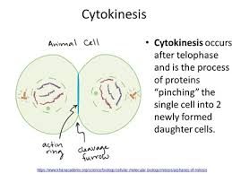 We did not find results for: Mitosis Scientist Cindy