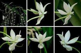 Image result for Aerangis