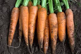 Fill the grow bag with the moistened planting mix, saving a few handfuls to cover the seeds. Tips For Growing Carrots Indoors Gardener S Path