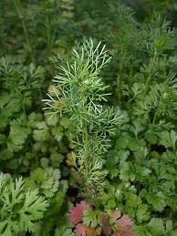Image result for Buchnera leptostachya