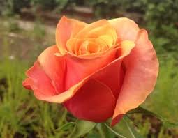 Varietà Rose