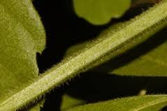 Image result for Kedrostis foetidissima